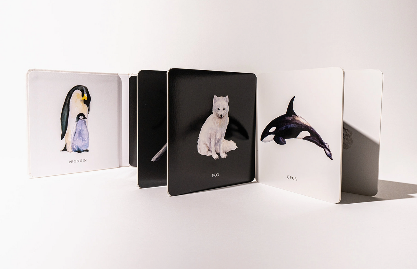 Baby's Black and White Contrast Book